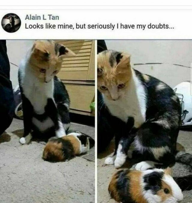 Memes With Cats (30 pics)