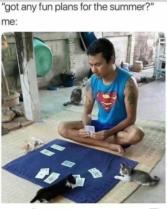 Memes With Cats (30 pics)