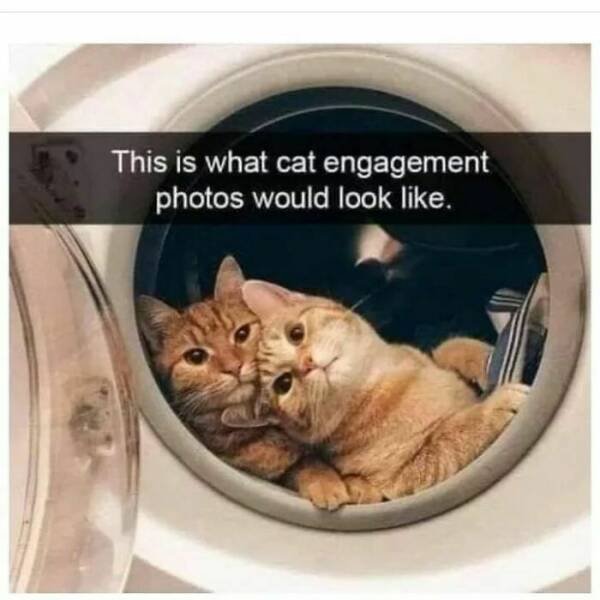 Memes With Cats (30 pics)