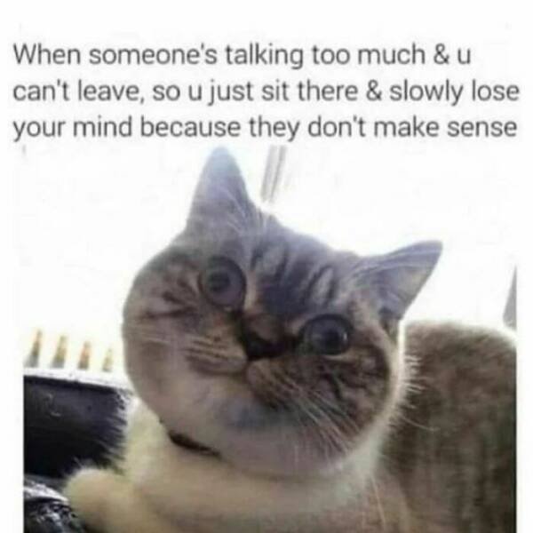 Memes With Cats (30 pics)