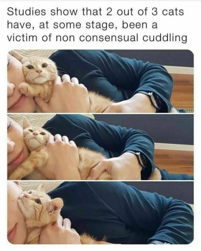 Memes With Cats (30 pics)