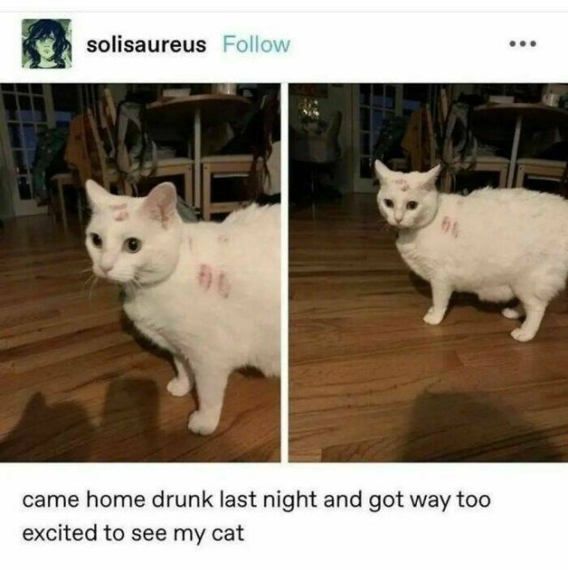Memes With Cats (30 pics)