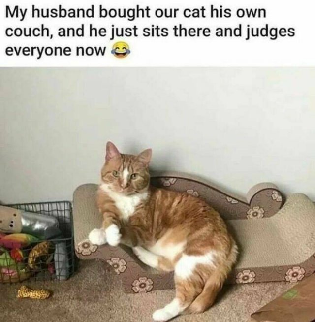 Memes With Cats (30 pics)