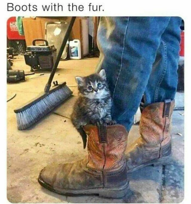 Memes With Cats (30 pics)