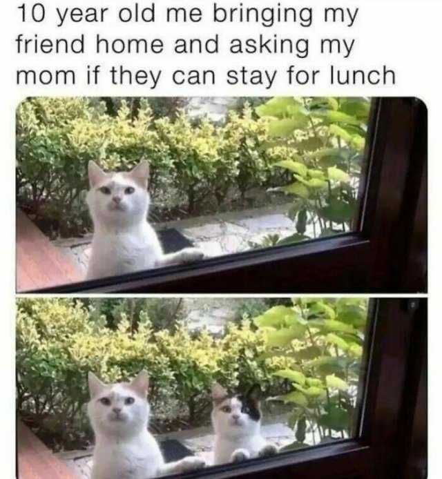 Memes With Cats (30 pics)