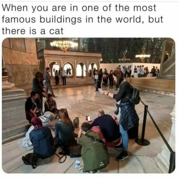 Memes With Cats (30 pics)
