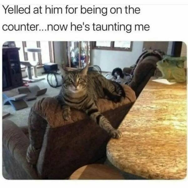 Memes With Cats (30 pics)