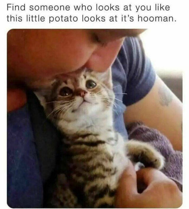 Memes With Cats (30 pics)