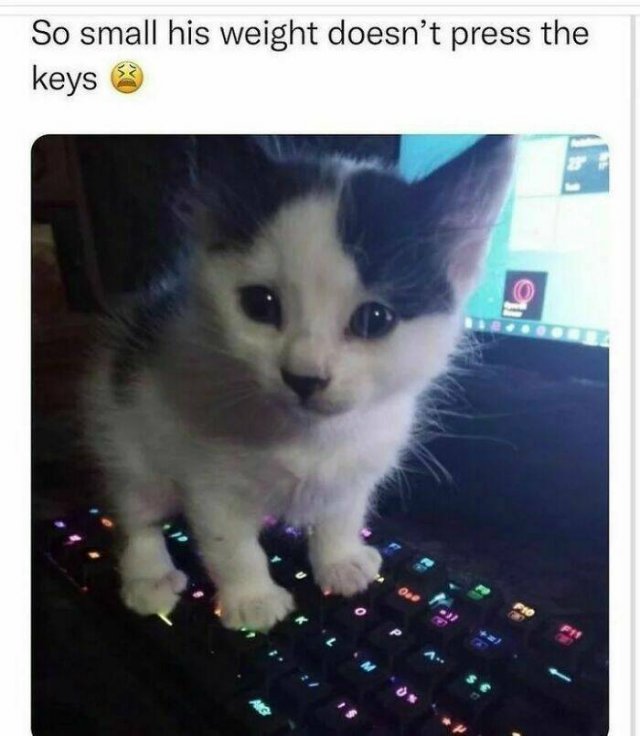 Memes With Cats (30 pics)