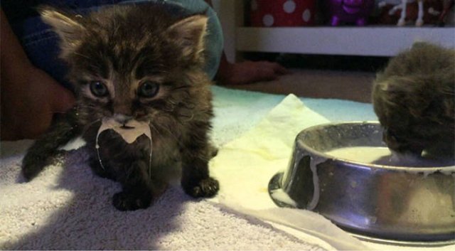 Funny Kittens Who Can't Eat Gently (38 pics)