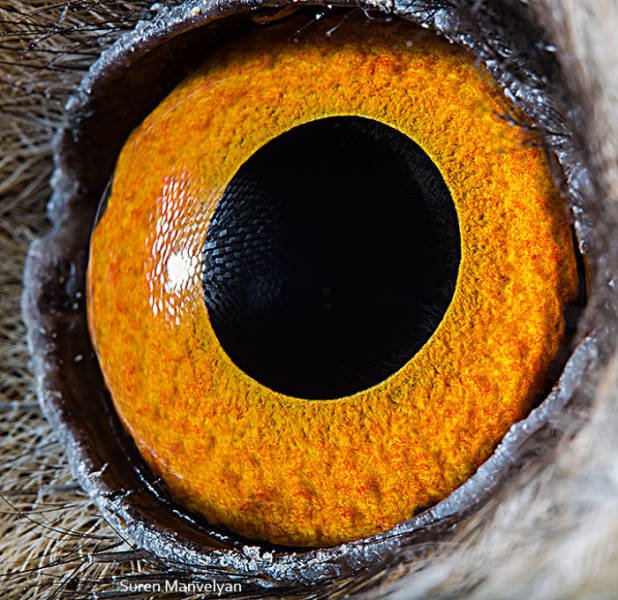 Incredible Eyes Of Different Animals (30 pics)