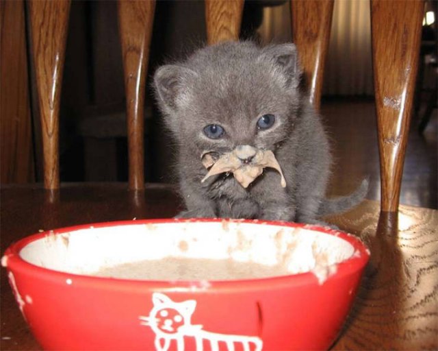 Funny Kittens Who Can't Eat Gently (38 pics)