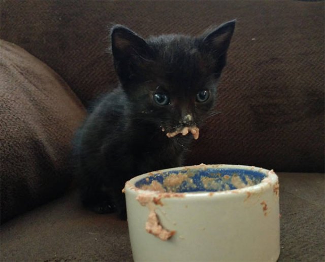 Funny Kittens Who Can't Eat Gently (38 pics)