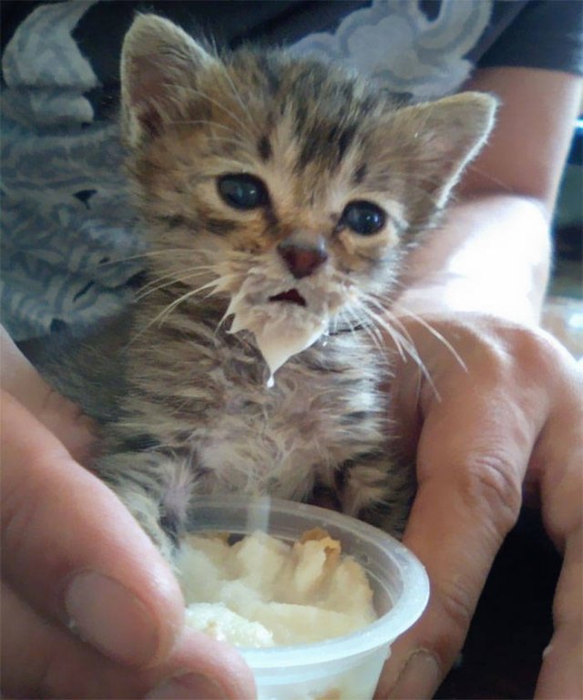 Funny Kittens Who Can't Eat Gently (38 pics)