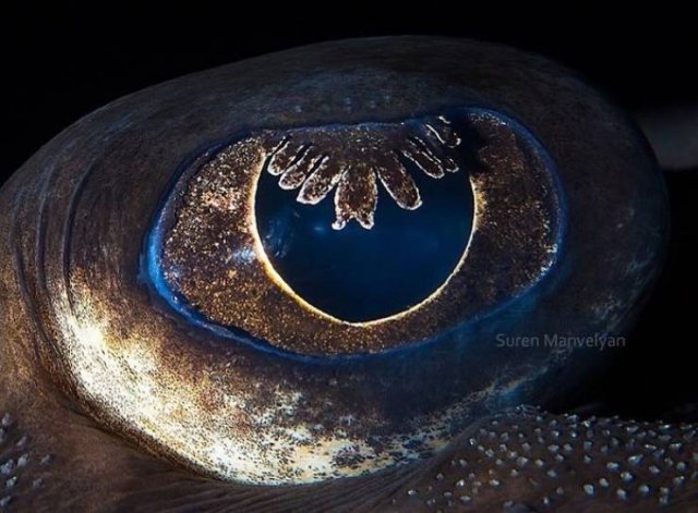 Incredible Eyes Of Different Animals (30 pics)