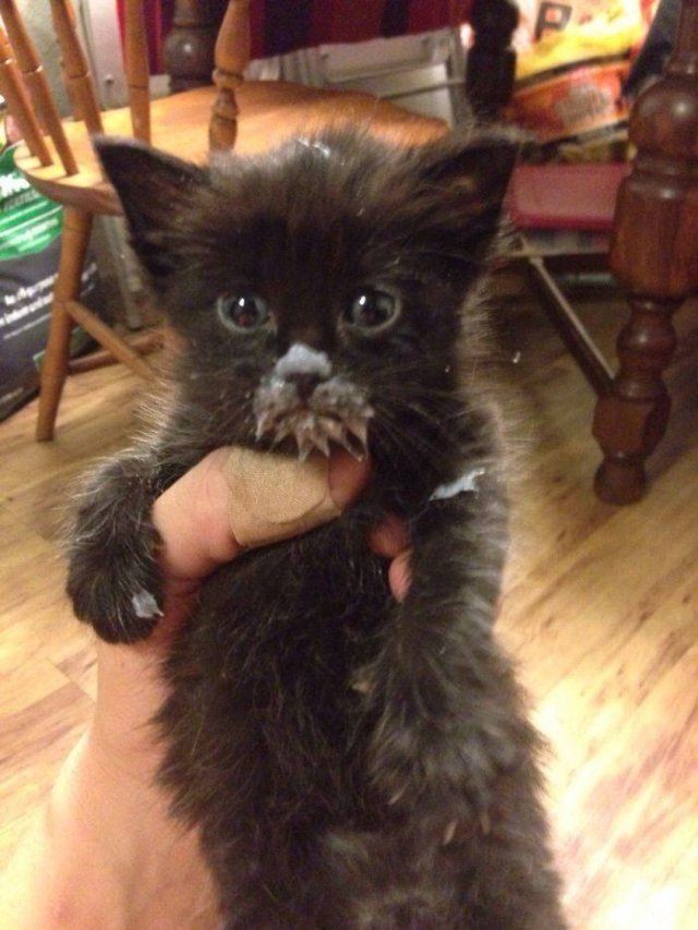 Funny Kittens Who Can't Eat Gently (38 pics)