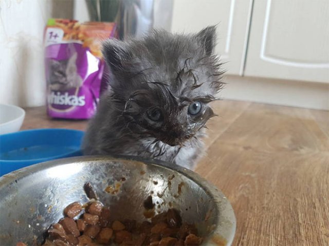 Funny Kittens Who Can't Eat Gently (38 pics)