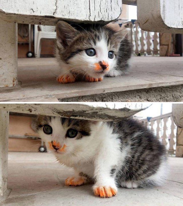 Funny Kittens Who Can't Eat Gently (38 pics)