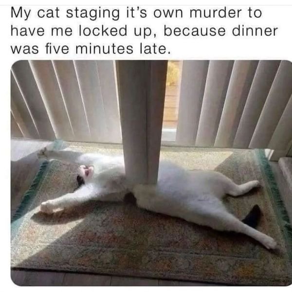 Cat Memes (30 pics)