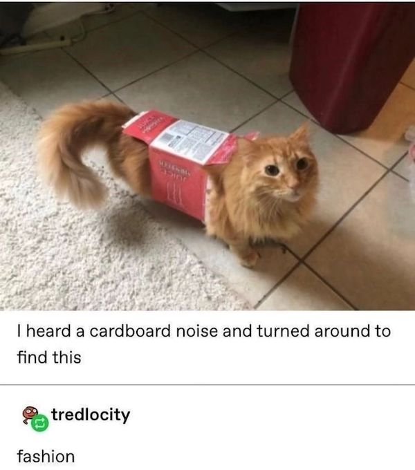 Cat Memes (30 pics)