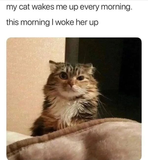 Cat Memes (30 pics)