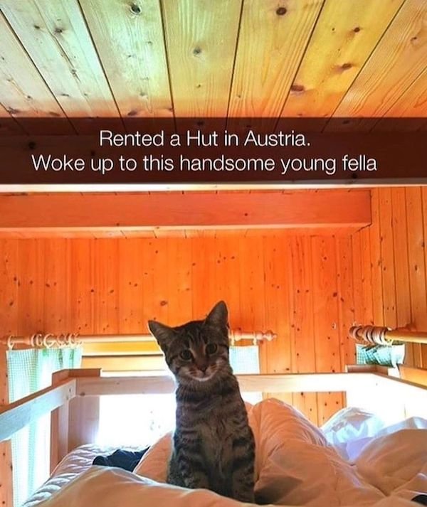 Cat Memes (30 pics)