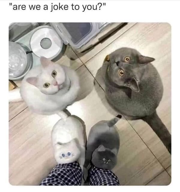 Cat Memes (30 pics)