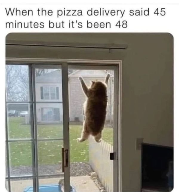 Cat Memes (30 pics)