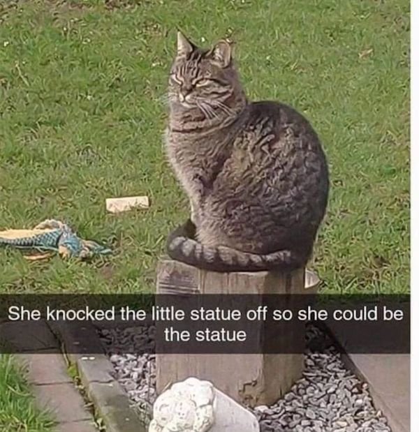 Cat Memes (30 pics)