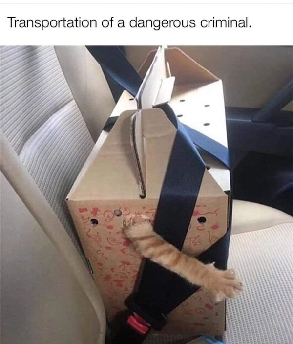 Cat Memes (30 pics)