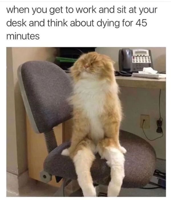 Cat Memes (30 pics)