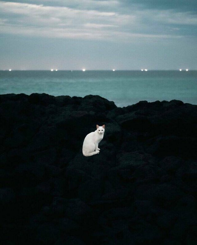 Cute Photos With Cats (49 pics)
