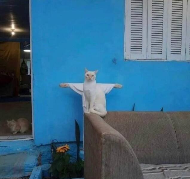Cute Photos With Cats (49 pics)
