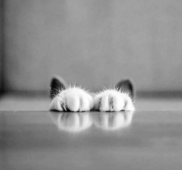 Cute Photos With Cats (49 pics)