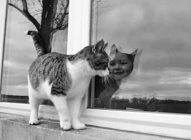 Cute Photos With Cats (49 pics)