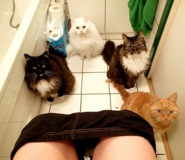 People Share Their Very Brazen Pets (15 pics)