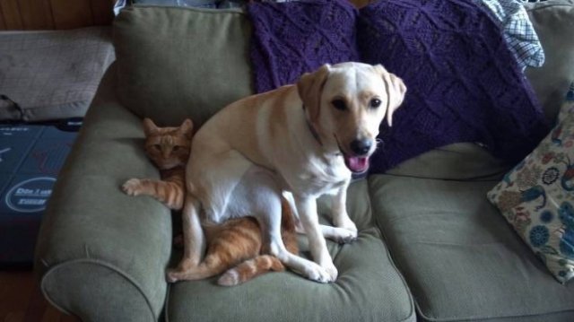 People Share Their Very Brazen Pets (15 pics)