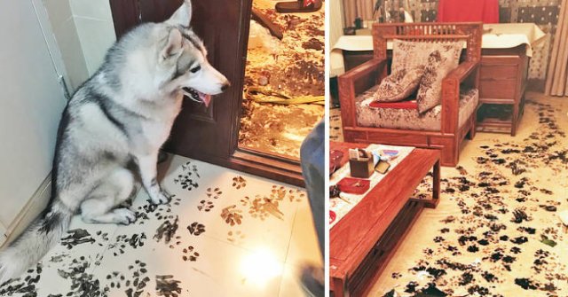 People Share Their Very Brazen Pets (15 pics)