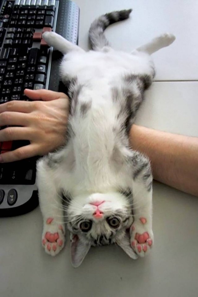 People Share Their Very Brazen Pets (15 pics)