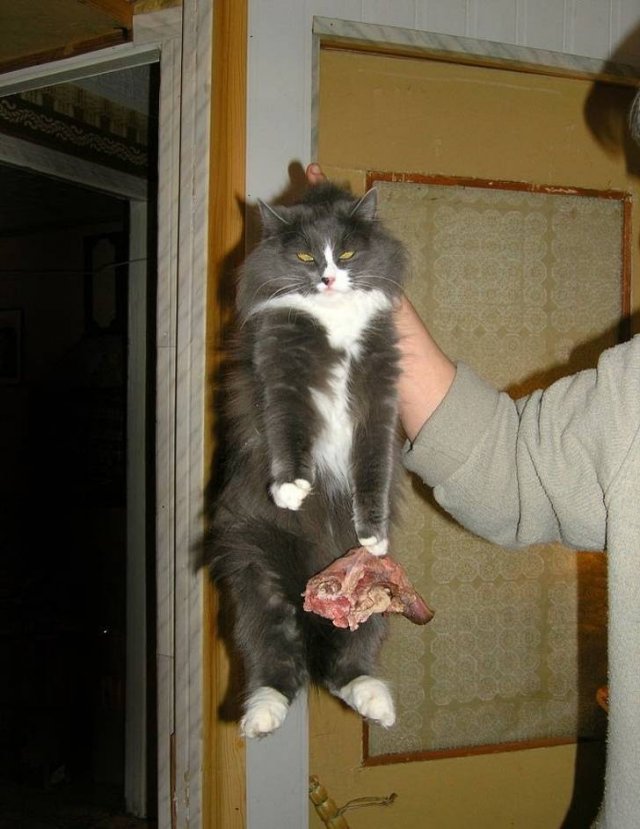 People Share Their Very Brazen Pets (15 pics)
