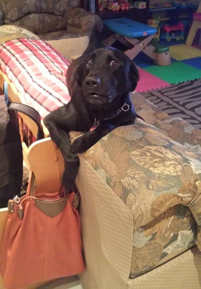 People Share Their Very Brazen Pets (15 pics)