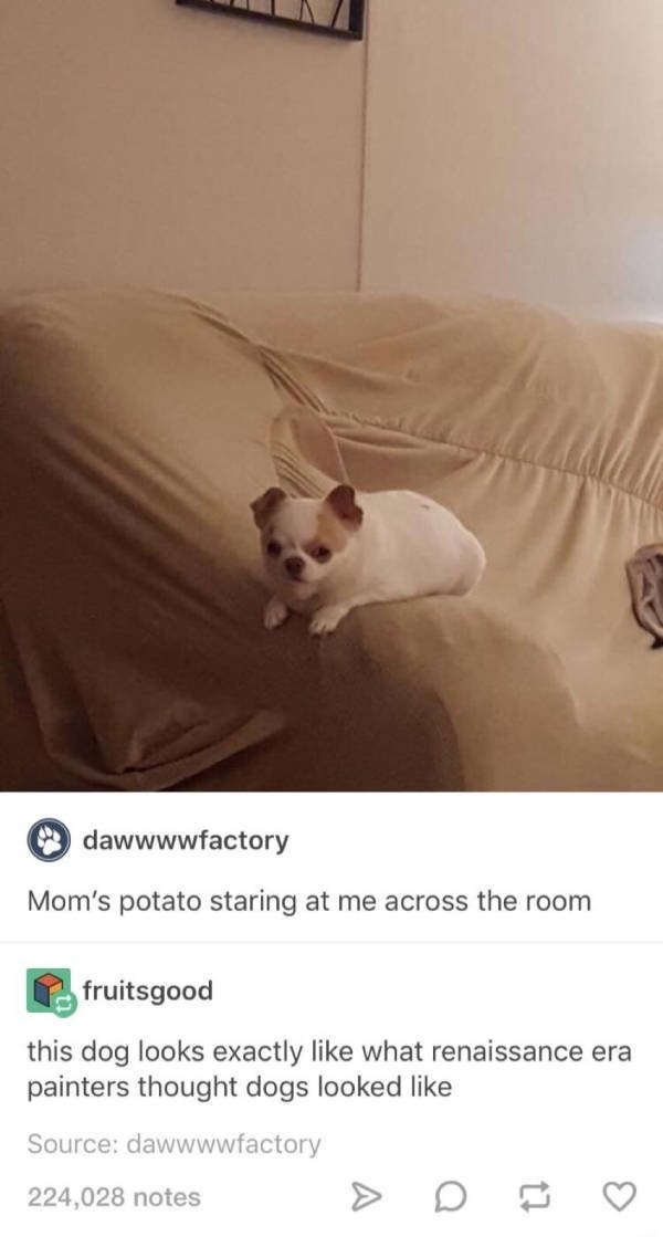 Funny Animals (51 pics)