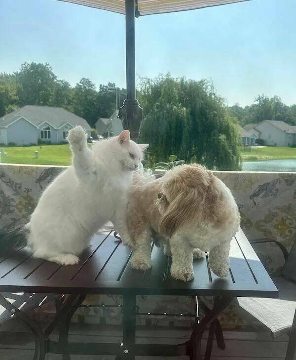 Funny Animals (21 pics)