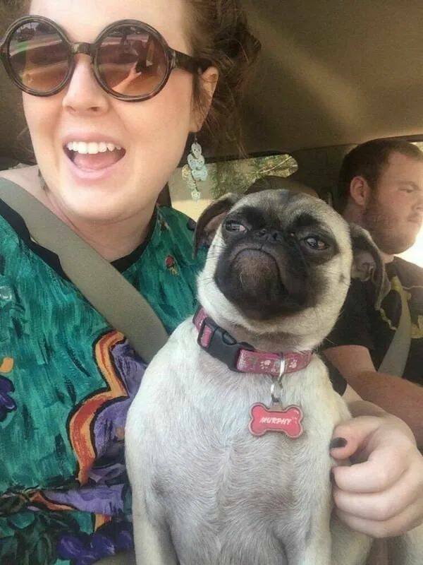 Funny Animals (21 pics)