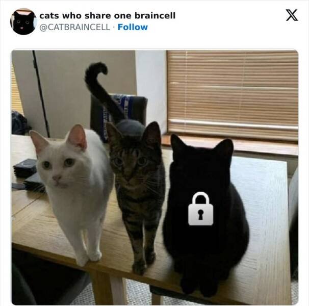 Cute And Funny Cats (20 pics)