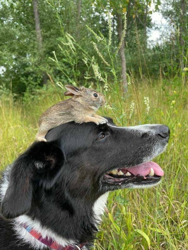Funny Animals (21 pics)