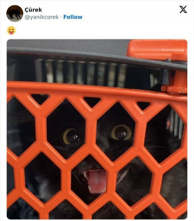 Cute And Funny Cats (20 pics)