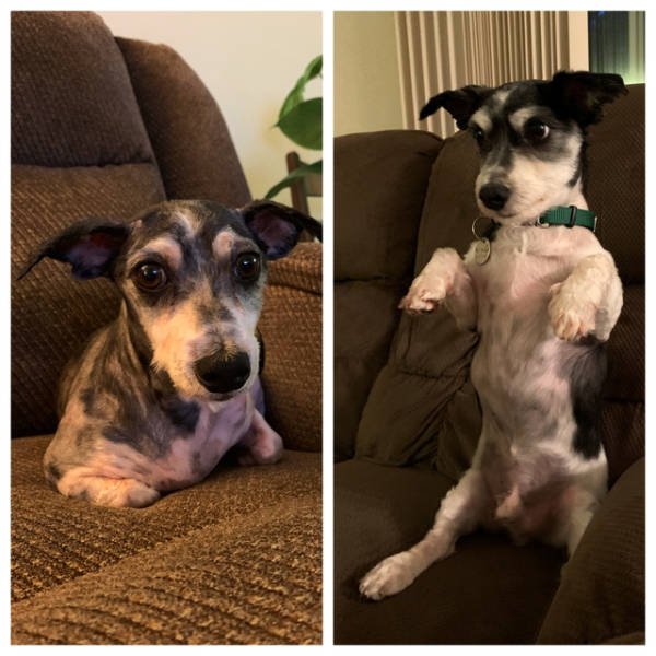 Dogs Before And After Adoption (28 pics)