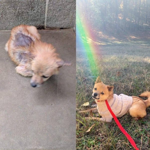 Dogs Before And After Adoption (28 pics)