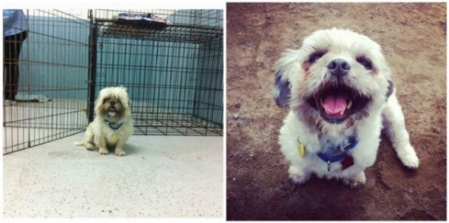 Dogs Before And After Adoption (28 pics)